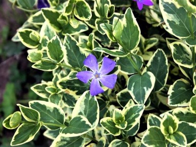 13 ���������������� ��� ��������������� ��������� � ������