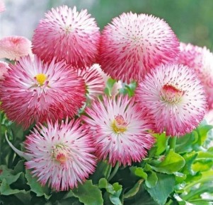 ��� ��������� ����������: ������ �� ������ � �����