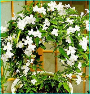 ��� ������� ��� ������ � ������� ������� ����������