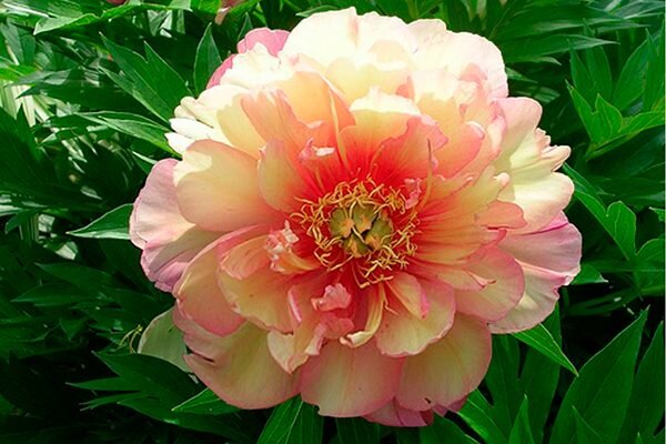 Пион Джулия Роуз: секреты ухода и яркие особенности сорта