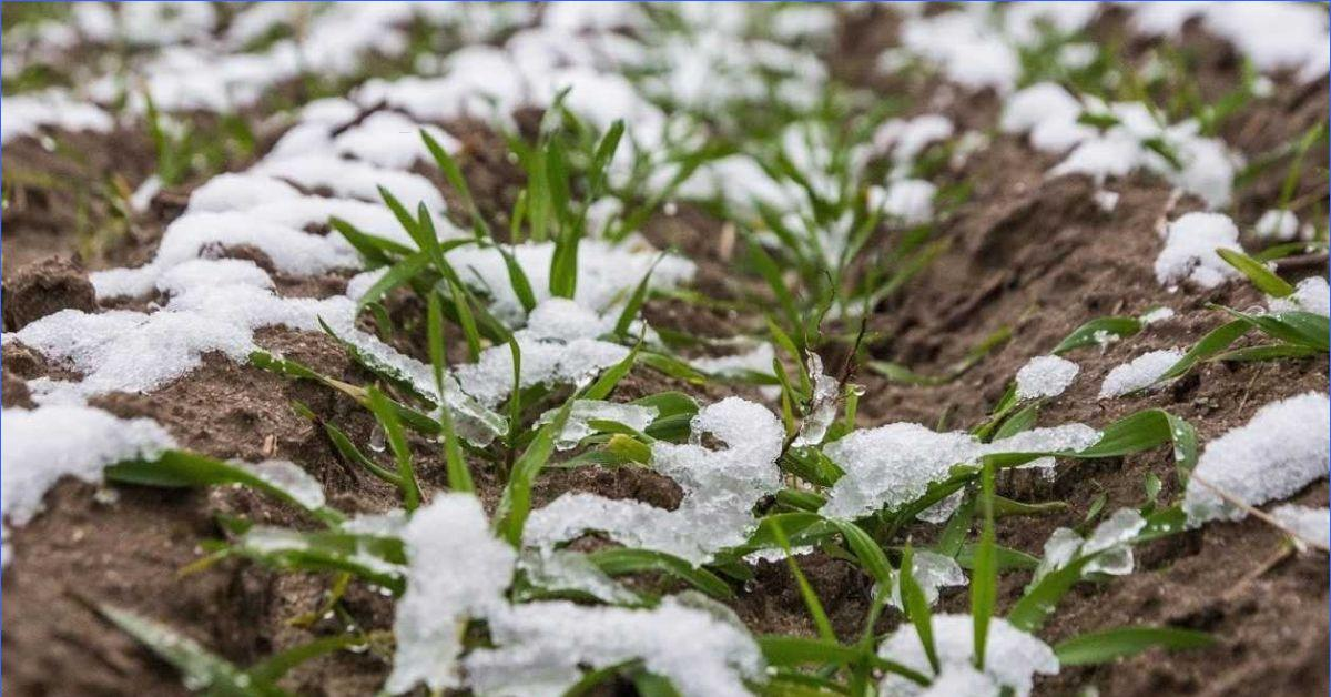 Октябрь: время подзимних посевов и лунного календаря для дачников