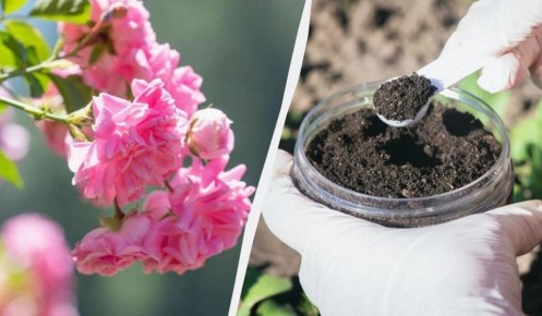 Как правильно подкормить розы в июне для яркого цветения