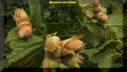 ����������� �������: ������� ��������� �����������