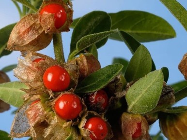 ���������: ���������� � �������� � ��������� ������� � ��� ������� �� ��������