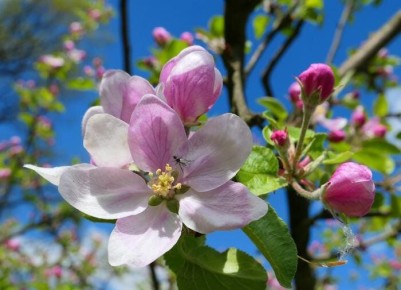 Советы по успешному размножению яблонь в вашем саду