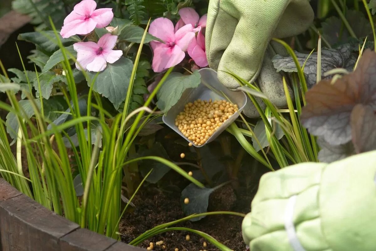 Летние подкормки цветов: секреты успешного роста и цветения