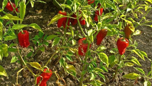 Идеальные соседи для перца в теплице: растение, которое улучшит урожай