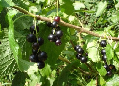 Как защитить смородину от вредителей: полезные советы