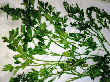 Как сохранить зелень и не только: полезные лайфхаки для заботливых хозяев