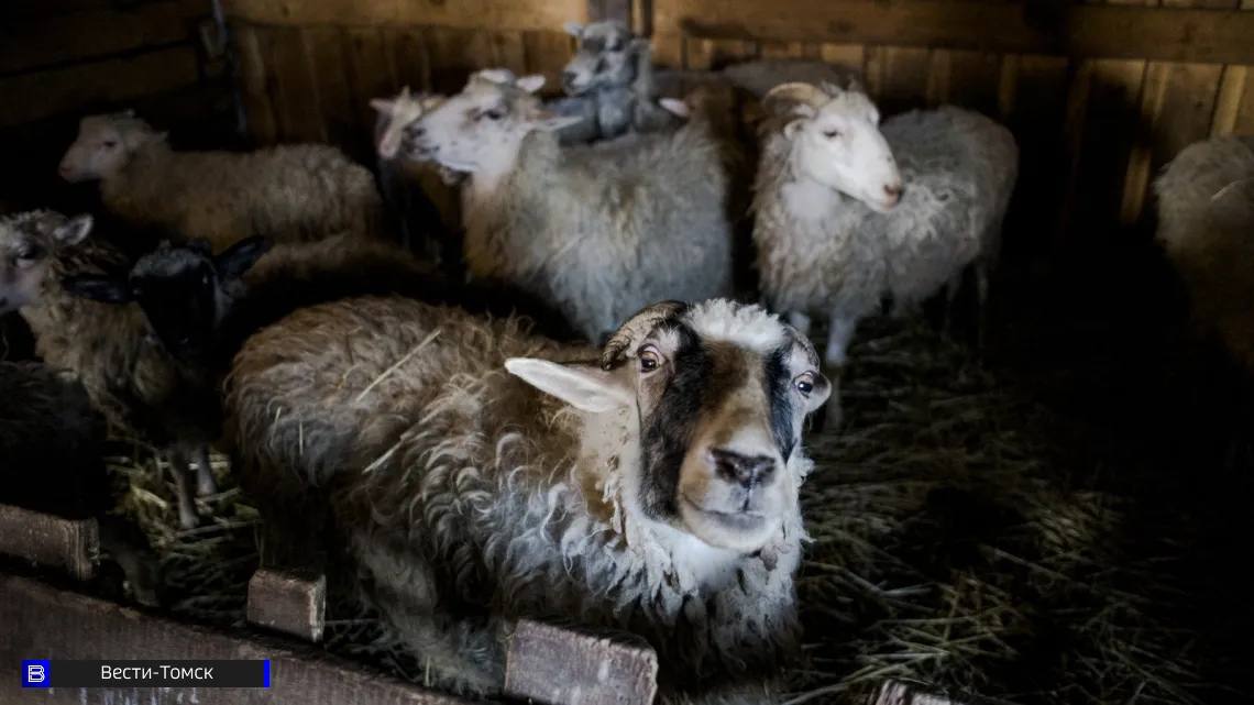 Очаги бешенства выявлены в двух районах Томской области