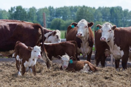 � ���� ������� ������� ������� ����� �������� ��-�� ���������