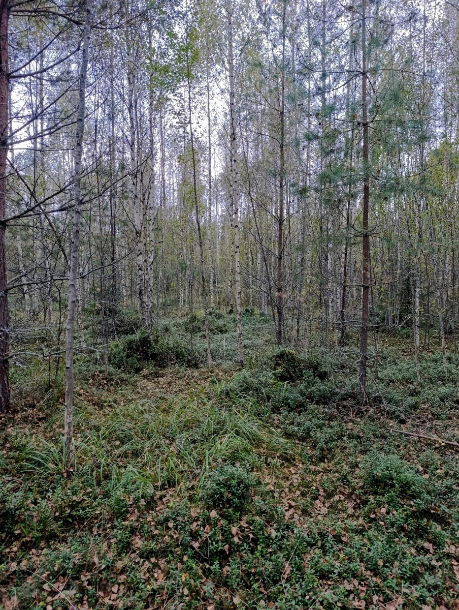 Завораживающая осень на старой вырубке: что скрывает лес