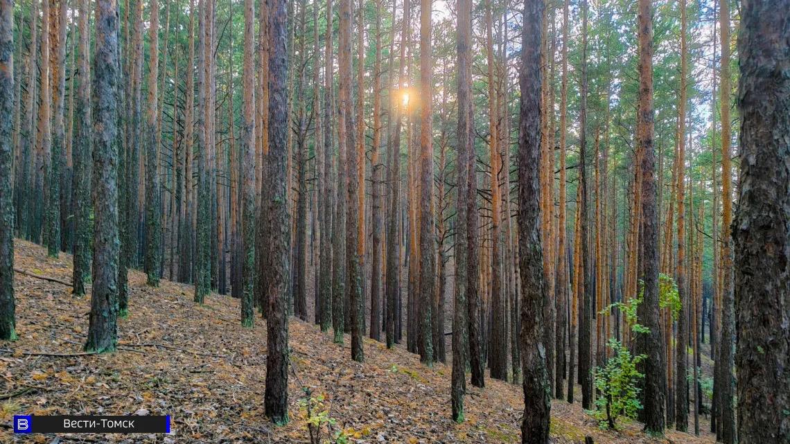 Затраты на восстановление лесов в Томской области составили 130 млн рублей