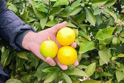 ��� �������� ����� ��������� ������ �����: ����� �����������