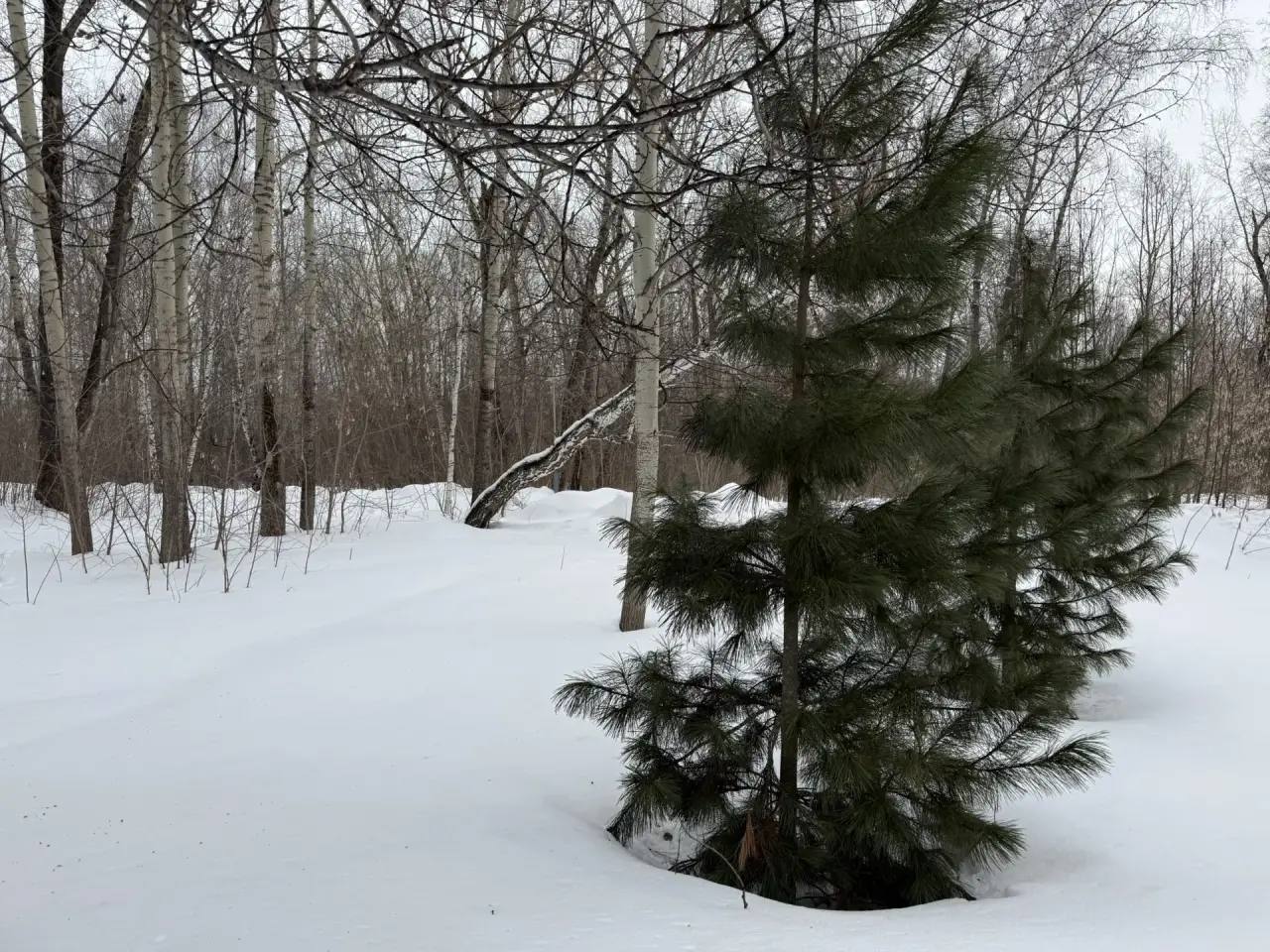 Томская межрайонная природоохранная прокуратура через суд обязала создать охранные зоны для Лоскутовского, Плотниковского припоселковых кедровников и других памятников природы