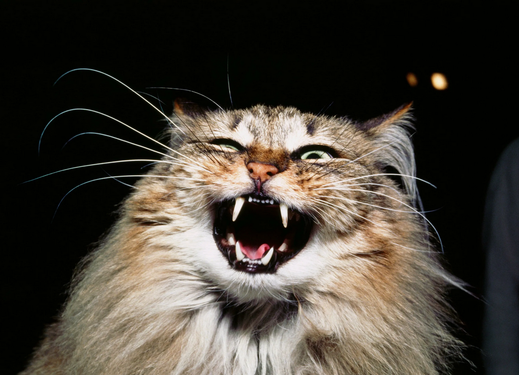 Когда месть домашних животных становится искусством