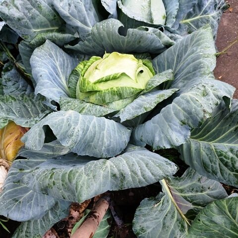 Как предотвратить трещины на капустных кочанах: простые советы