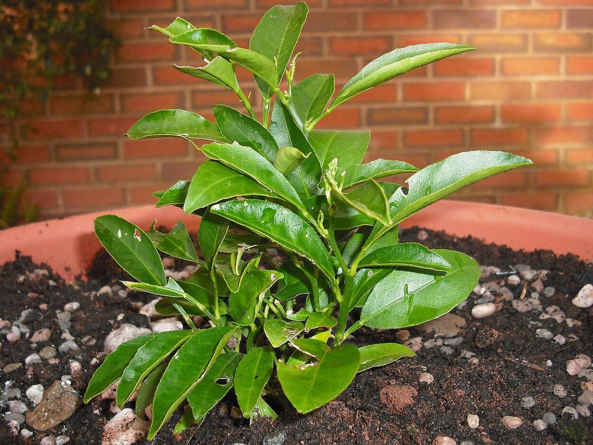 Мандарины на даче: как добиться успеха в холодных регионах