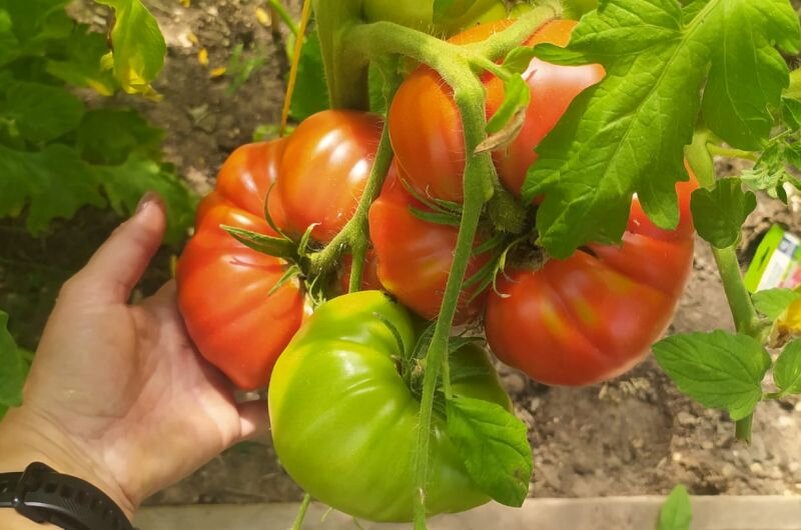 Томатные гиганты: 15 лучших сортов для вашей теплицы