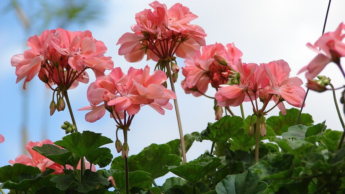 Как вырастить великолепную герань: советы для начинающих цветоводов