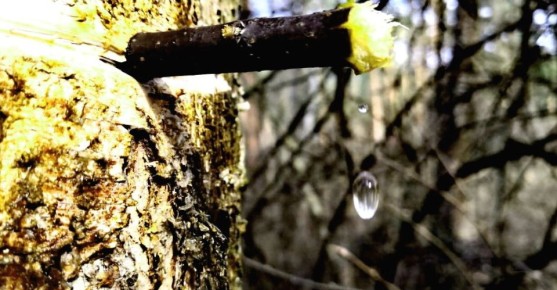 �� ������ ��������� ����: ��� ������� � �������� ���������� ������������