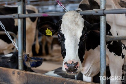 ��� ����� �� ��������: ��� ���������� ����� ������� �������� � �������� �������