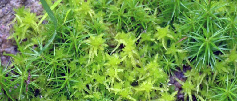Мох в саду: полезный помощник или вредитель?