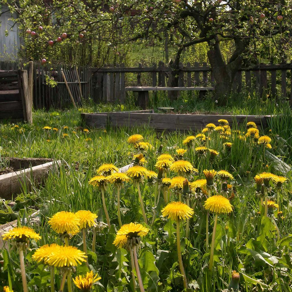 Опасные одуванчики: как они угрожают вашему саду