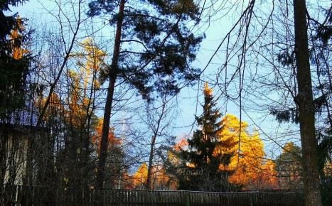 Загадочные хвойники: чем отличаются от хвойных растений и почему их стоит знать