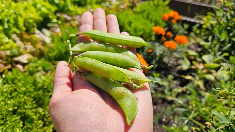 5 ���������������� ������ ���������, ������� ������ �������� ������� ������