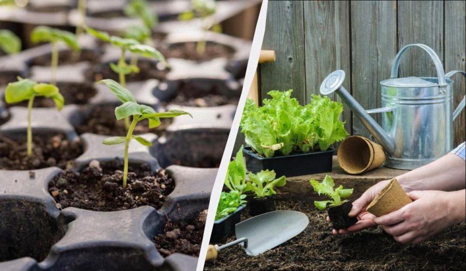 ��� ������� �� ���� � �������: ������������ ������ ��� ��������