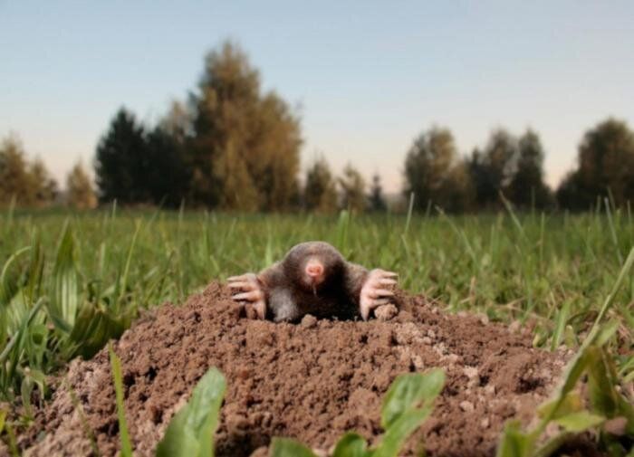 ����� �� ����: ��� ���������� � ����������� �������