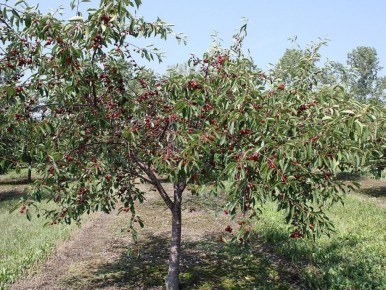 ��� ������� �������� ���� ��� ������� ������: �������� ������