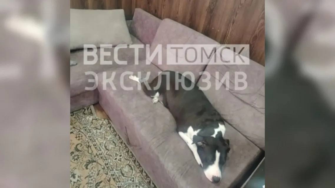 Владелец алабая из Лоскутово прокомментировал нападение на школьницу