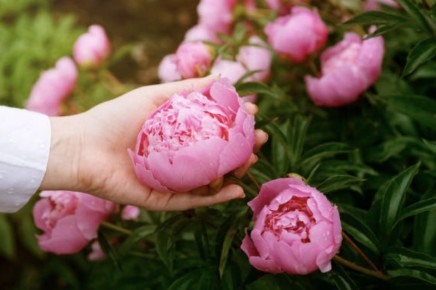 ���� �� ������� � ������ ���: ������� ��� ������ ��������