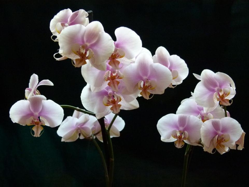 ��� ����� ���� ����� ��������� ���� �������: ����������� ����������� ����������� ������