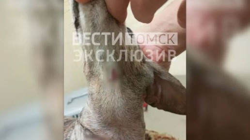 ������ ����� � ������: ����� �������� ����������� ��������� ����� � ���������