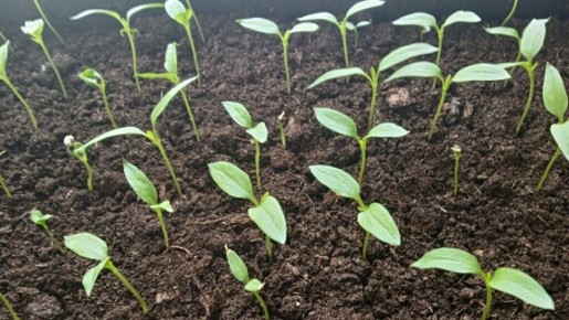 ��� ������ � ��������� ��������: ������� � �������