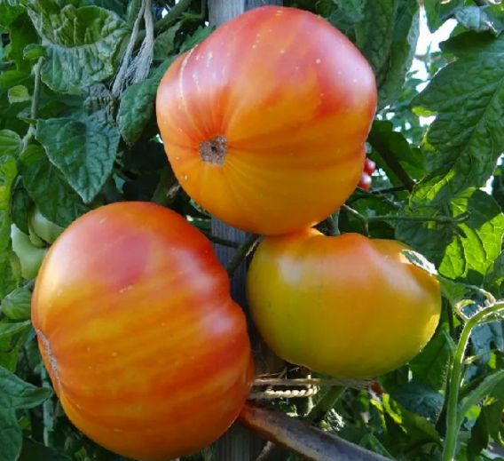 ������, ������� ��������� ������: ������������ ������� ��������� �����