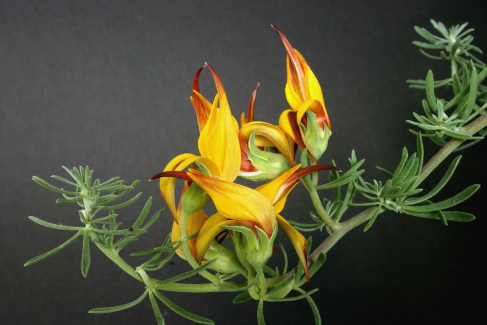 ������, ������� ��������: ������� �������� ���������