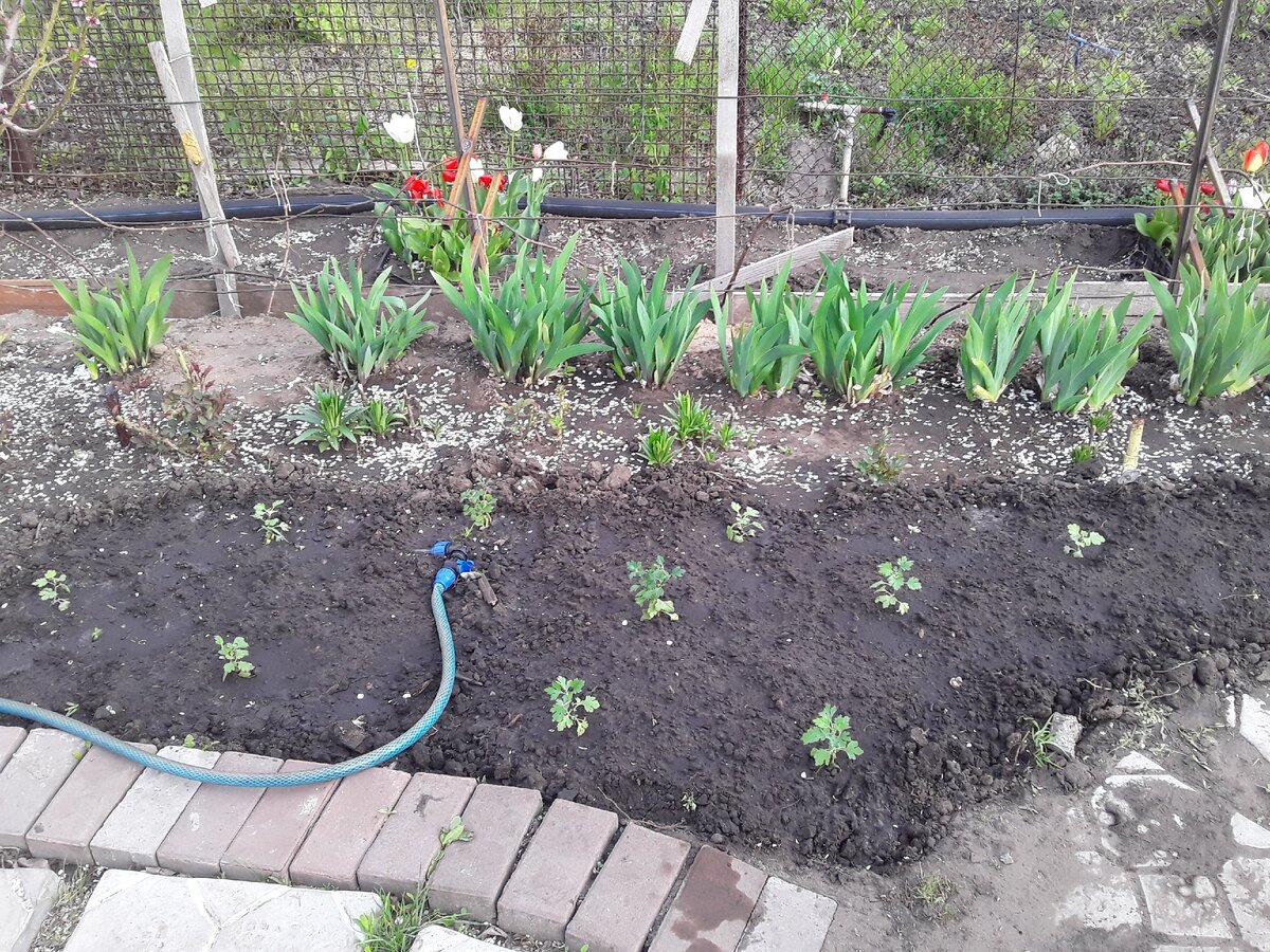 Терпение и планирование: как избежать ошибок в садоводстве