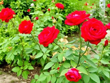 ��� ��������� ��������� ���� �� ����: �������, ������� ����� �����