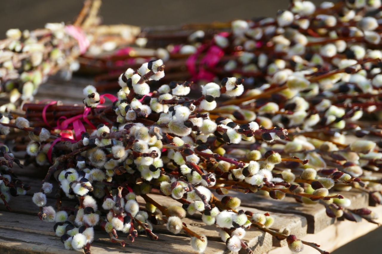 Владимир Мазур: Поздравляю с Вербным воскресеньем, дорогие земляки! Желаю здоровья, душевной гармонии, семейного благополучия!