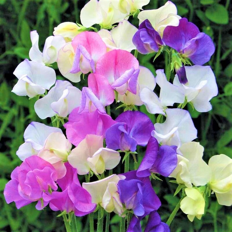 Душистый горошек: Лиана, которая украсит ваш сад до самых морозов