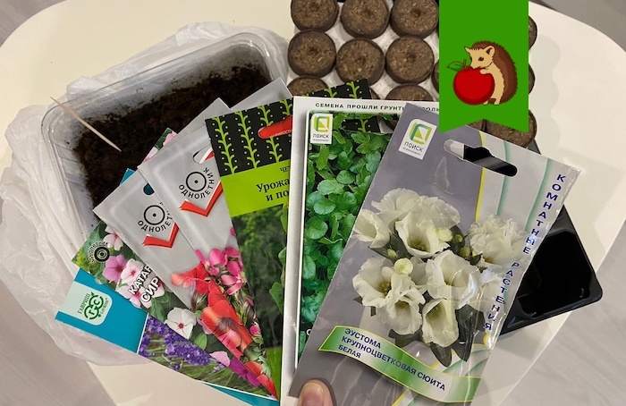 Какой рассадой подготовиться к весеннему цветению: советы для садоводов в декабре