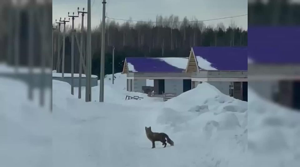 ���� � ���������� ��������� ������ � ������ ������� �������