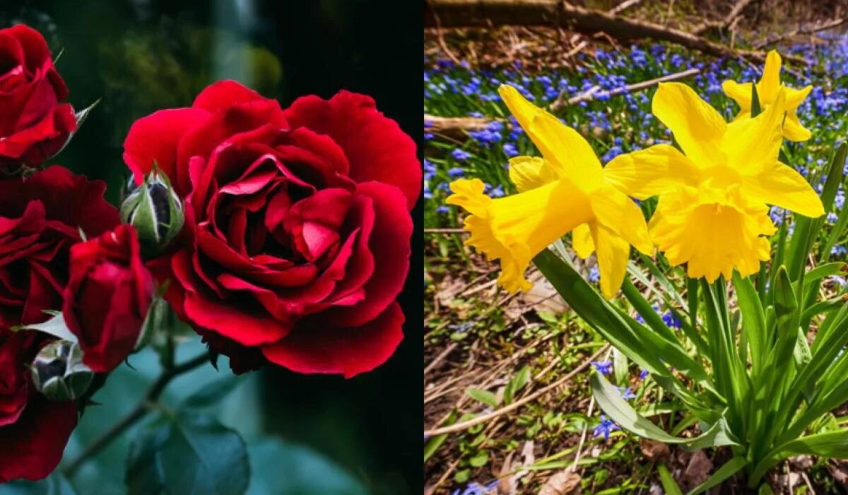 Цветы каждого месяца: узнайте, какой цветок символизирует ваш день рождения