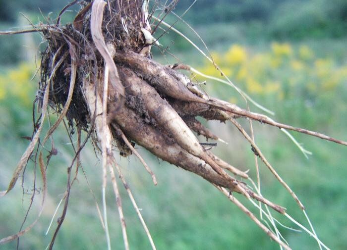 �������� �������: ��� � ��� ��������?