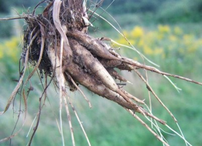 �������� �������: ��� � ��� ��������?