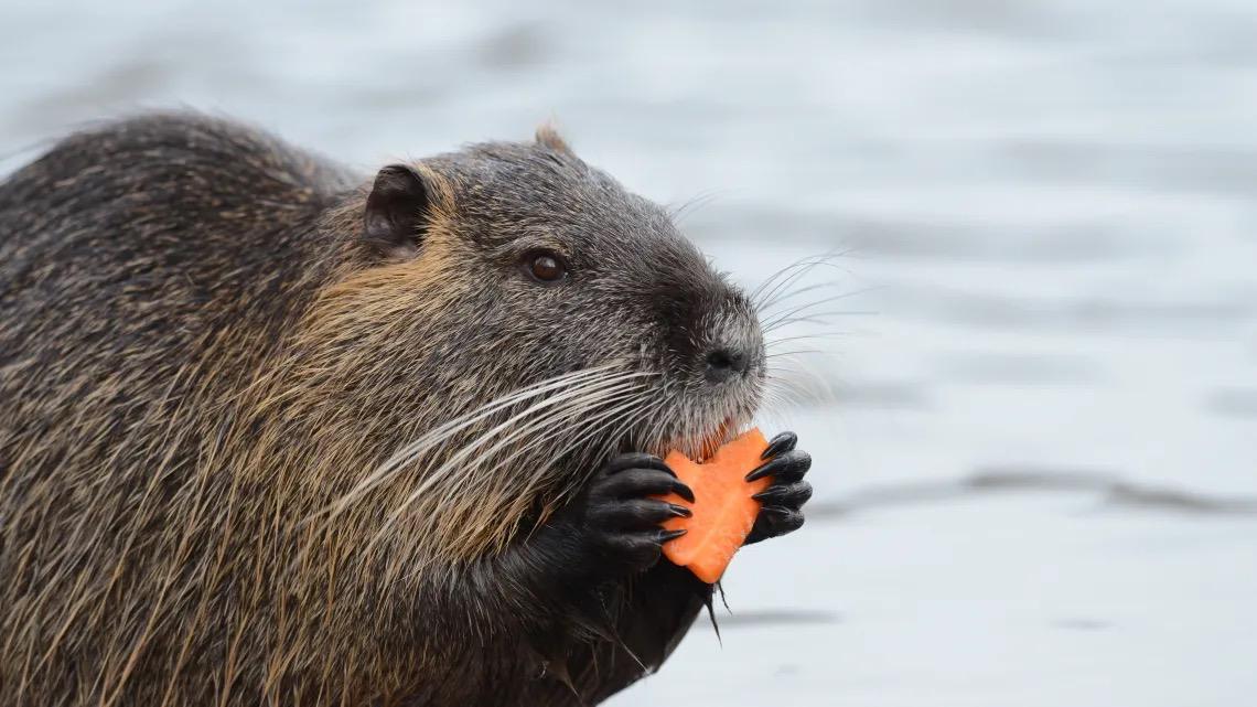 Стало известно, как по поведению бобров узнать о скором паводке